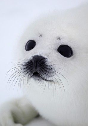 Baby seal  by Alexander Zemlianichenko   :)