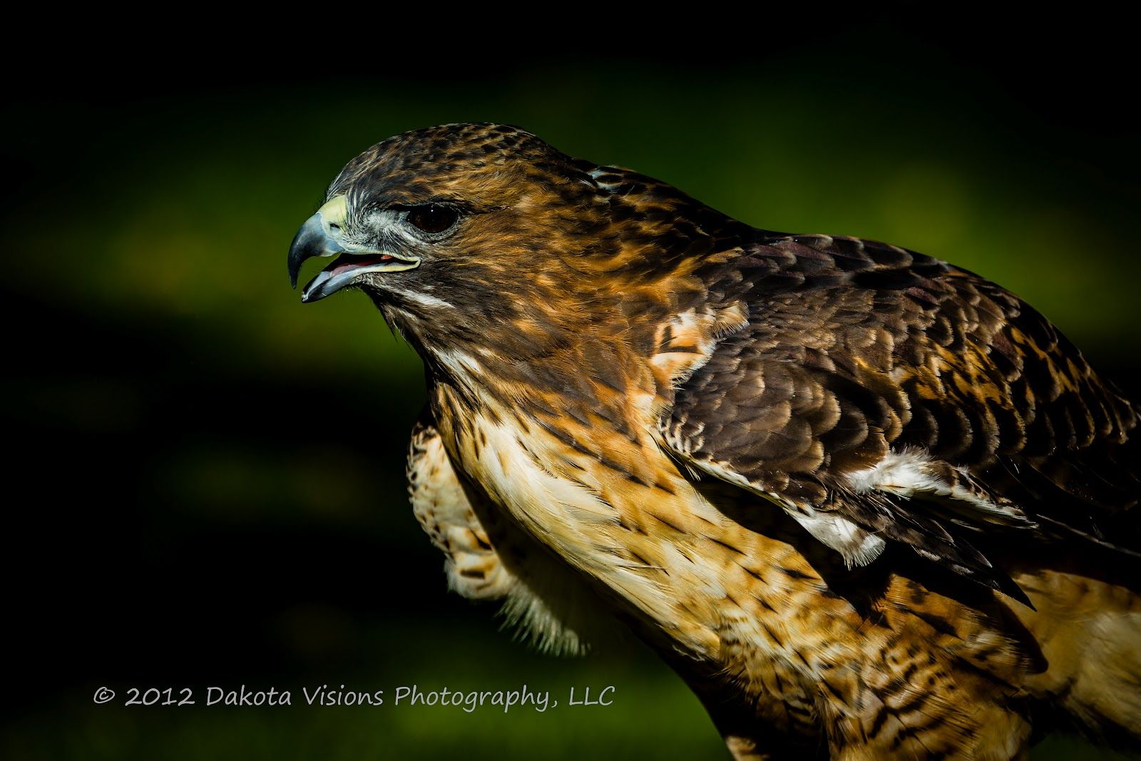 Birds of Prey: Red-tailed Hawk "Elise" by Dakota Visions Photography,