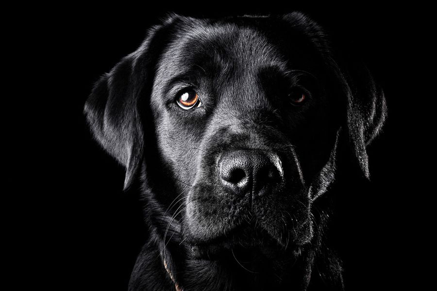 Black labrador retriever