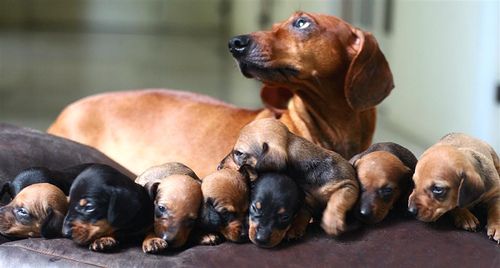 Bliss is a pile of  warm, snuggly dachshund puppies