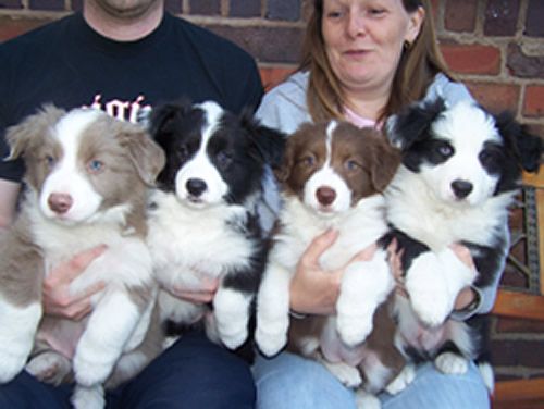 Border Collie Puppies :)