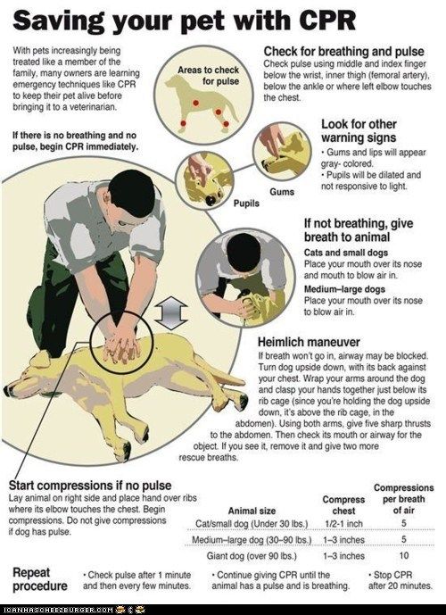 CPR for your dog.