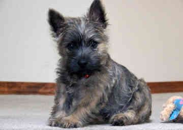 Cairn Terriers…this dog is the beloved Toto.