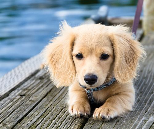 Candidate for cutest puppy ever?Dachshund and golden retriever cross.