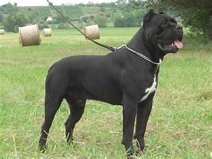 Cane corso