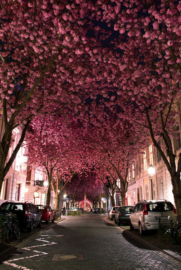 Cherry Blossom Avenue / Bonn, Germany. By Marcel Bednarz.