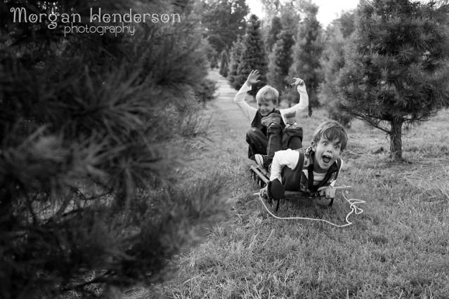 Christmas tree farm photography