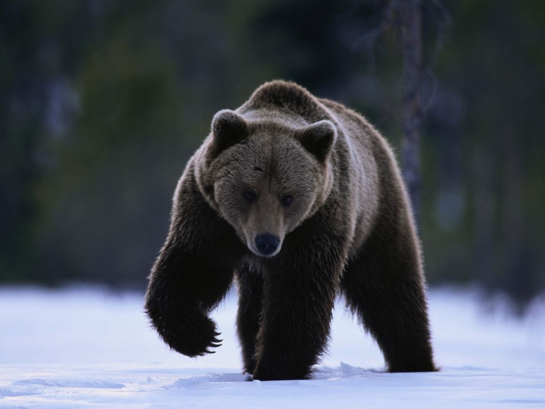 “Da Bears, da Bears, da Bears, da Bears, da Bears, da Bears….! Da Bears.”