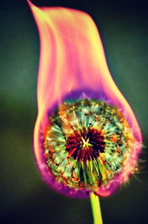 Dandelion on fire