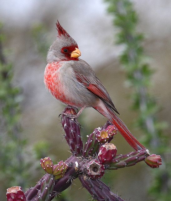 Desert Cardinal