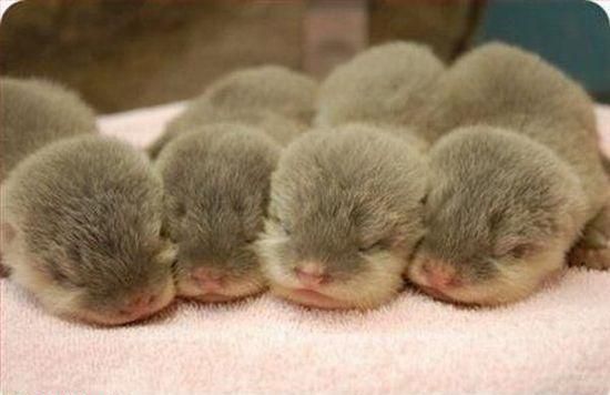 Four sleeping baby otters.