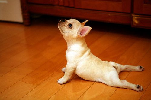 French bulldog yoga =)