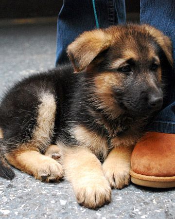 German Shepherd pup