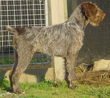 German Wirehaired Pointer