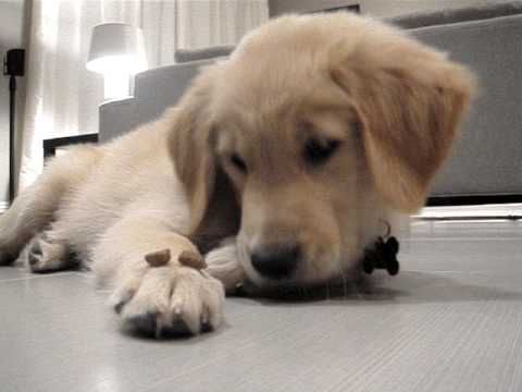Golden Retriever Puppy Told to "Leave It". not only is this pup unbeli