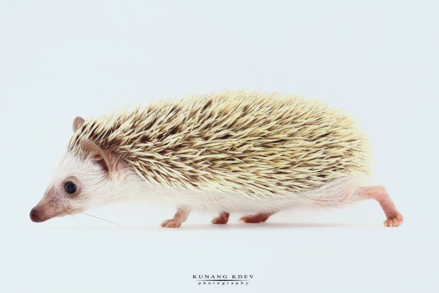 Hedgehog