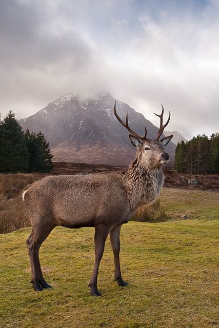 Highland Stag – an icon of Scotland with the Buachaille in the background.
