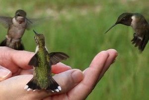 How to Attract Hummingbirds to Your Garden