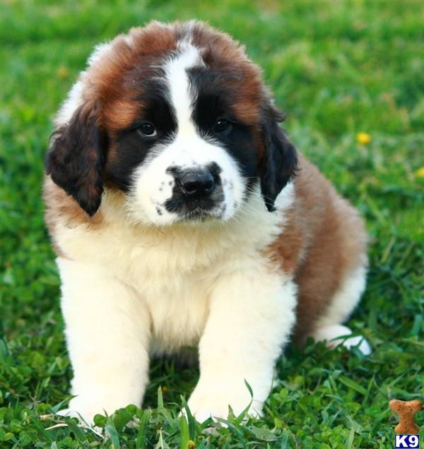 I love Saint Bernards!