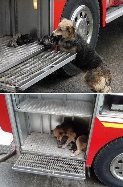 Just another reson animals are better than people…Dog saves all her puppies fr