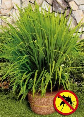 Lemon Grass repels mosquitoes | the strong citrus odor drives mosquitoes away–v