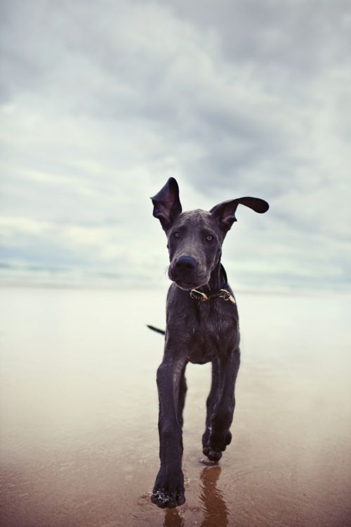 Love Great Danes!!!