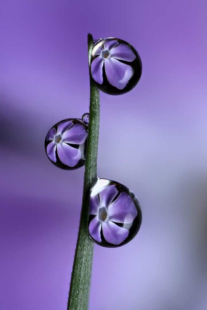 Lovely Dew Drops