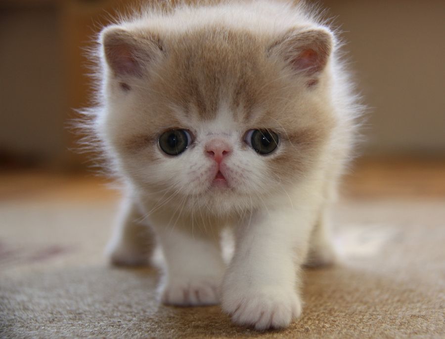 OMG. Precious baby kitty