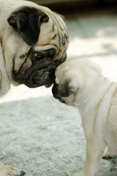 Pug love