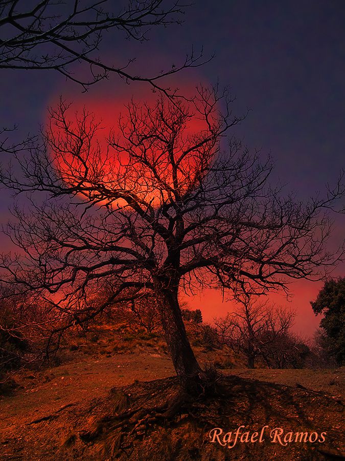 Red sun of the tree,Sierra Nevada,Spain