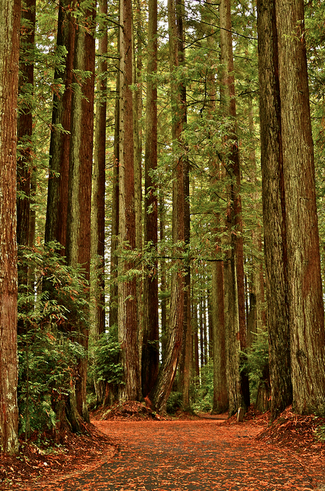 Redwood Forests, California