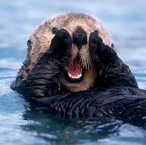 Sea Otters ♥