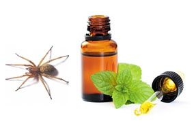 Spiders hate peppermint! Put some peppermint oil in a squirt bottle with a littl