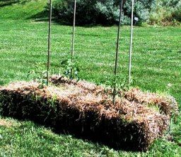 Straw/Hay Bale Gardening