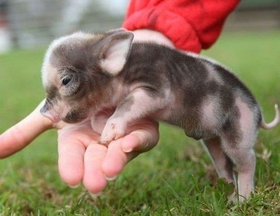 Teacup pig, I want one!!!