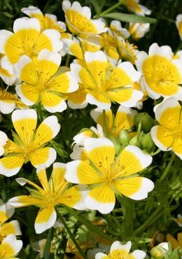 The bright white and yellow cup-shaped flowers create a cheerful patch of ground