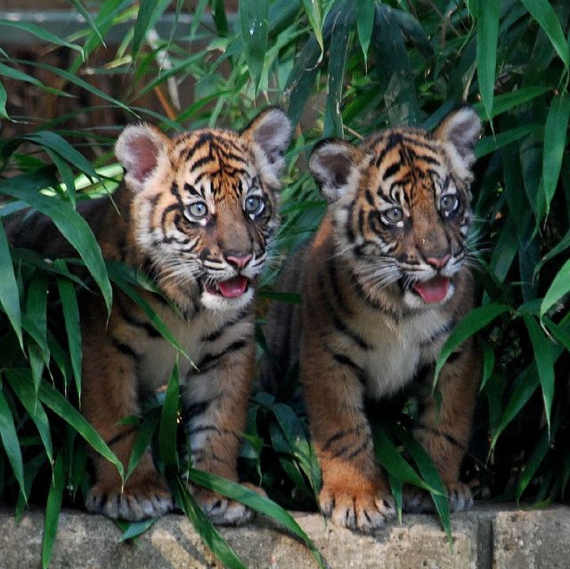 Tigers♥