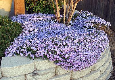Trailing Rosemary produces beautiful blue foliage. It requires little water, and