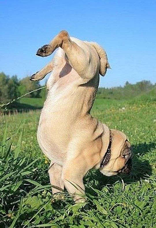 Trick-shot Pug taking a pee lol !!!