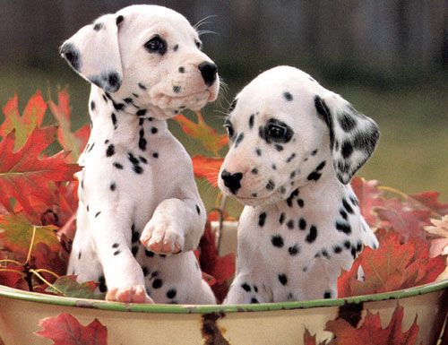 Two very cute Dalmation puppies:)