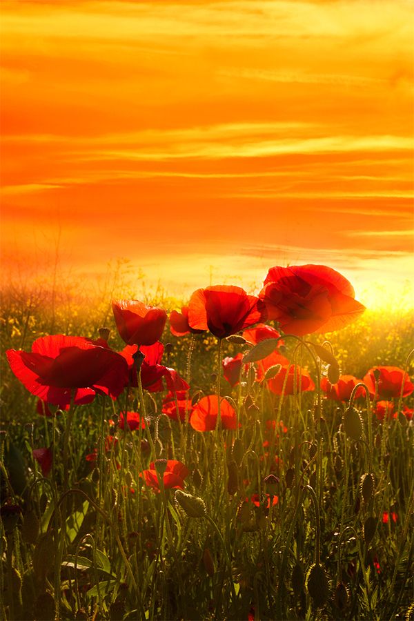 Warm sunset and poppies