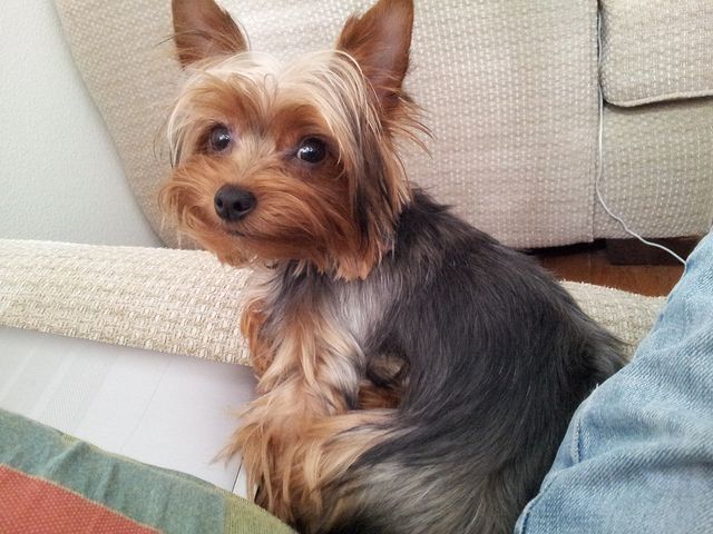 Yorkie!