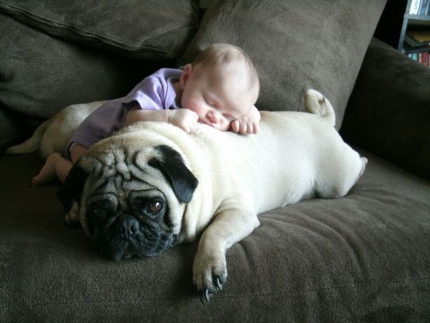 babies and puppies, the perfect awe picture