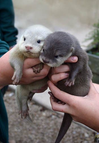 baby otters =D