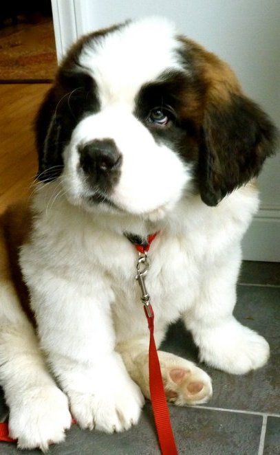 baby saint bernard.