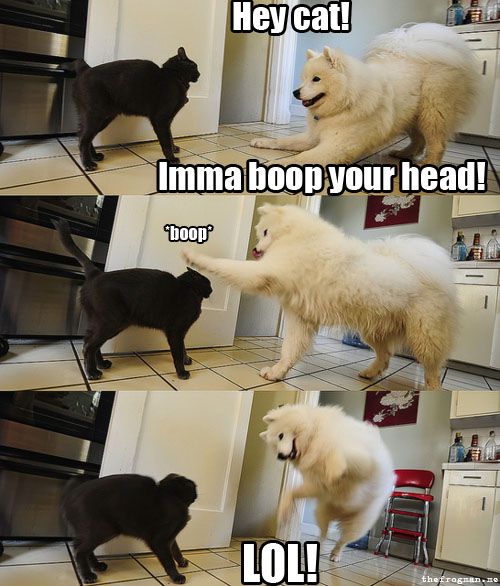 bahahaha! stupid dog! :P