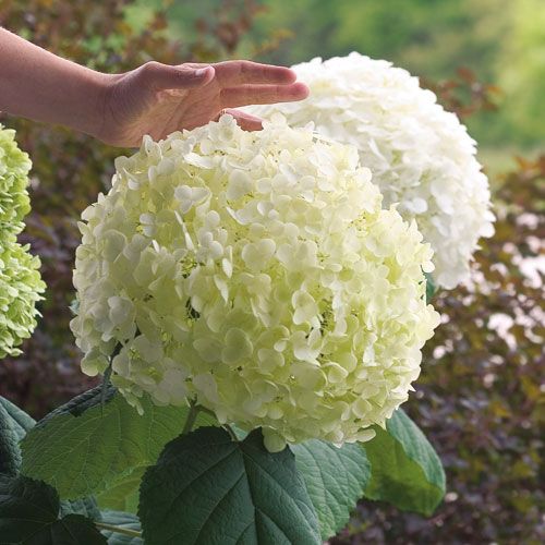 caring for Hydrangea