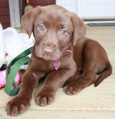 choc lab puppy