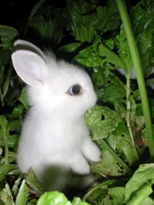 cutest bunny ever