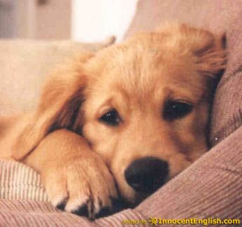 golden retriever sleeping